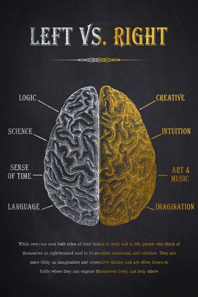 Biology: Left Vs Right Brain Anatomy by Aged Pixel