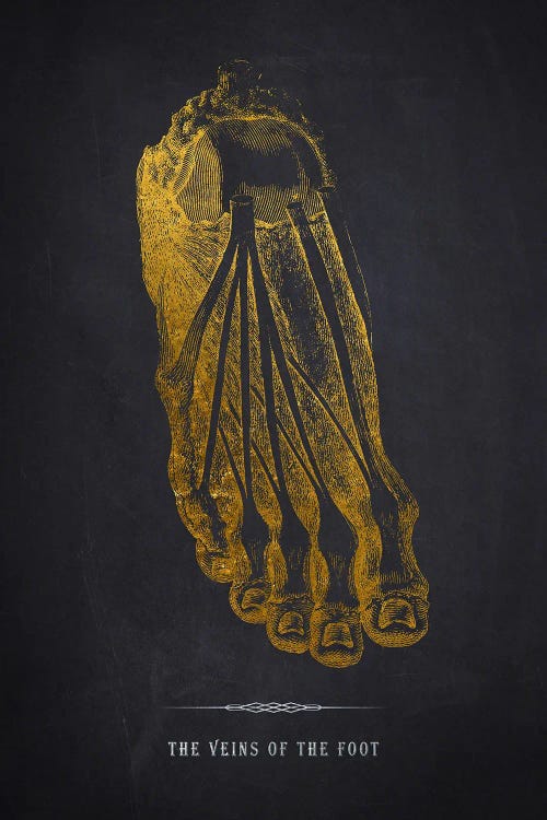 Veins Of The Foot Anatomy Print
