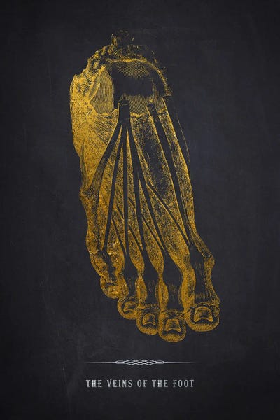 Medical & Dental Blueprints: Veins Of The Foot Anatomy Print by Aged Pixel