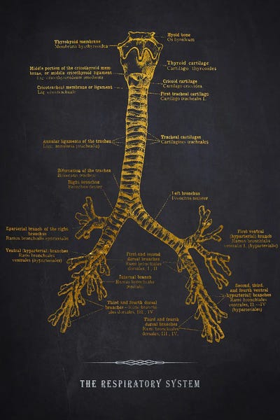 Medical & Dental Blueprints: Respiratory System Anatomy Print by Aged Pixel