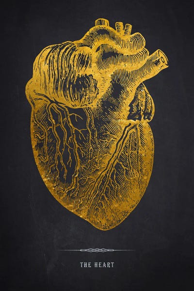 The Heart Anatomy by Aged Pixel canvas print