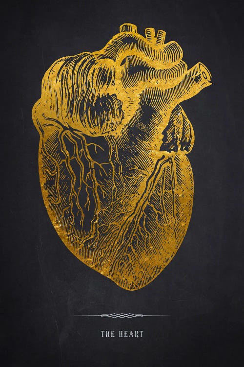 The Heart Anatomy