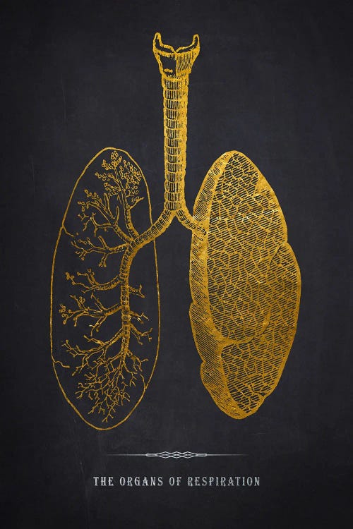 The Respiration Organs Anatomy