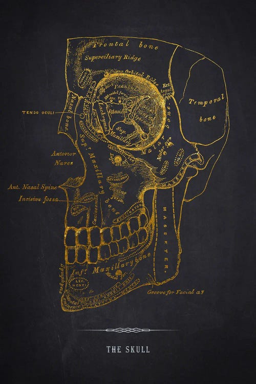 The Skull Anatomy