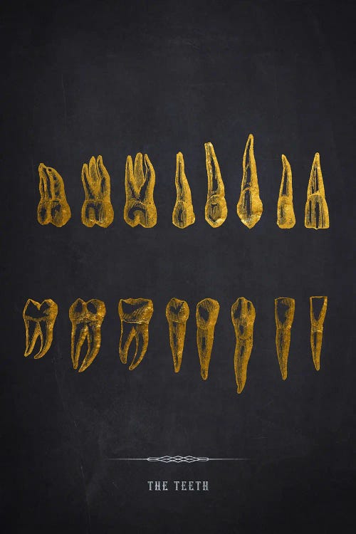 The Teeth Anatomy