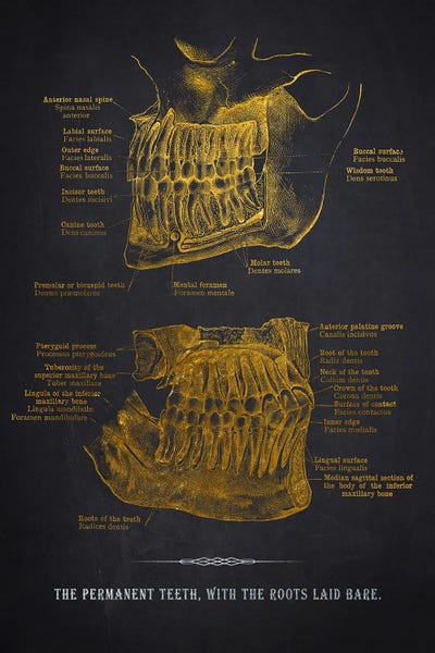 The Permanent Teeth Anatomy by Aged Pixel canvas print
