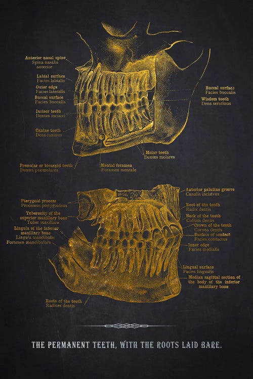 The Permanent Teeth Anatomy