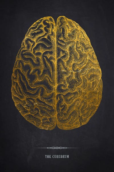 The Cerebrum Anatomy by Aged Pixel canvas print