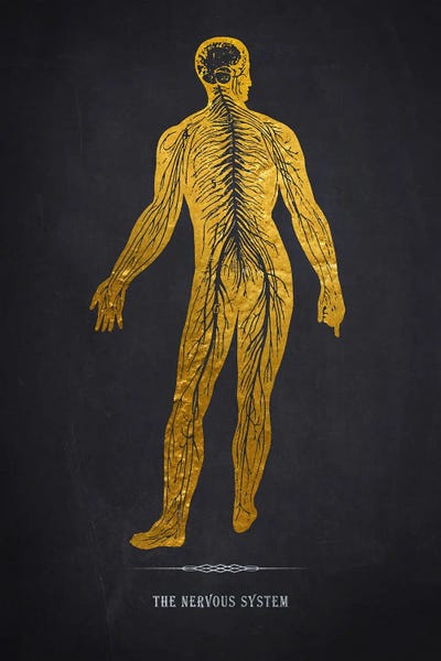 The Nervous System Anatomy by Aged Pixel canvas print