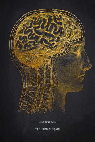 The Human Brain Anatomy by Aged Pixel canvas print