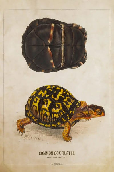 Vintage Animal Illustrations: Box Turtle Print by Aged Pixel