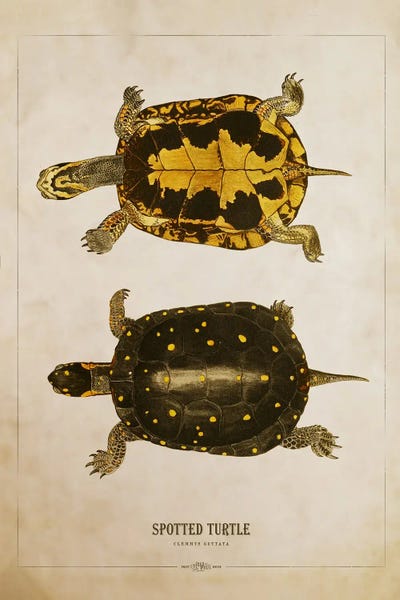 Vintage Animal Illustrations: Spotted Turtle Print by Aged Pixel