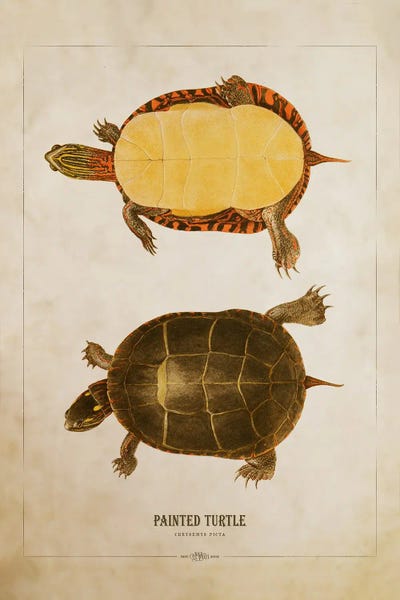 Turtles: Painted Turtle Print by Aged Pixel
