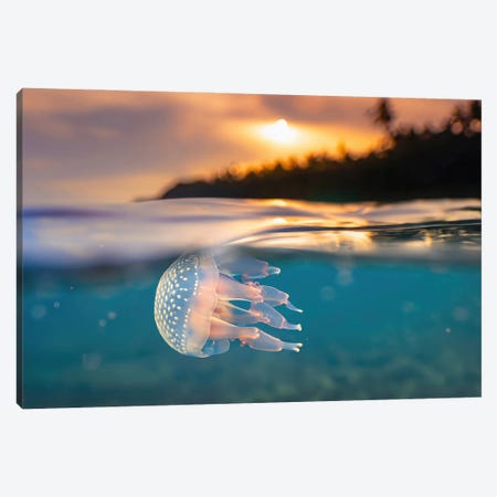 Ai Tropical Jellyfish Diving At Sunset Canvas Print #ADT1438} by Alessandro Della Torre Art Print