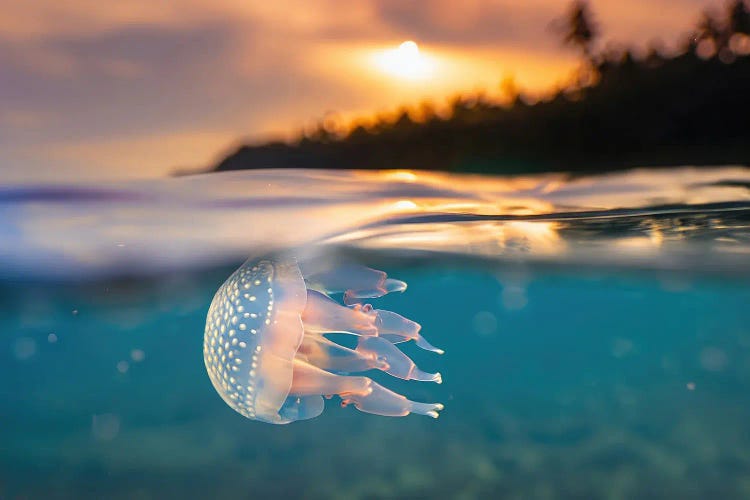 Ai Tropical Jellyfish Diving At Sunset