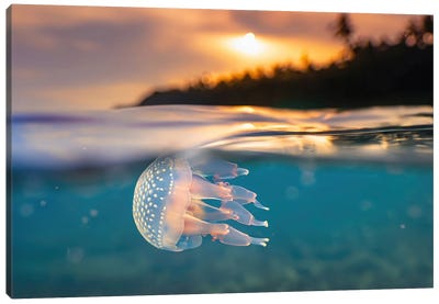 Ai Tropical Jellyfish Diving At Sunset Canvas Art Print - Jellyfish Art