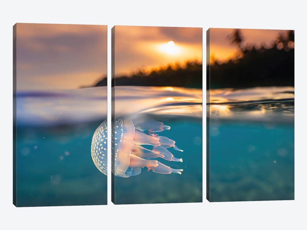 Ai Tropical Jellyfish Diving At Sunset by Alessandro Della Torre 3-piece Canvas Artwork