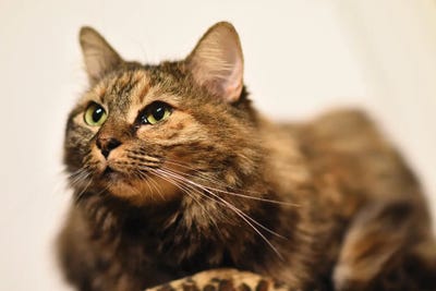 Nice Domestic Kitty Cat II by Alessandro Della Torre art print