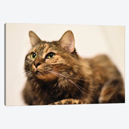 Nice Domestic Kitty Cat II Canvas Print #ADT518} by Alessandro Della Torre Canvas Artwork