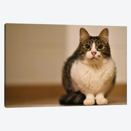 Nice Domestic Kitty Cat V Canvas Print #ADT521} by Alessandro Della Torre Art Print