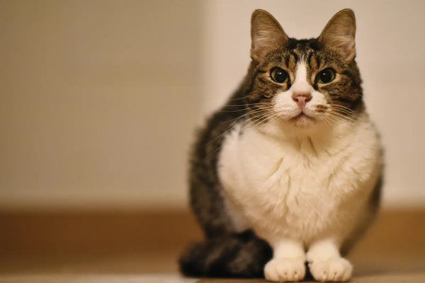 Nice Domestic Kitty Cat V