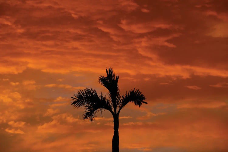 Alone Palm Tree Into Red Sunse