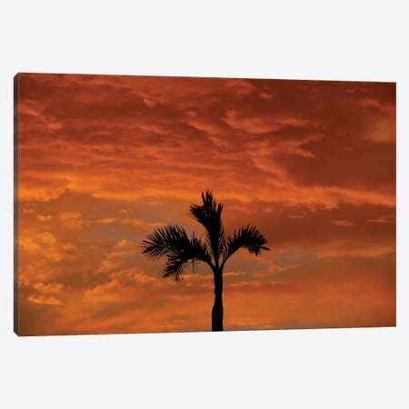 Alone Palm Tree Into Red Sunse Canvas Print #ADT527} by Alessandro Della Torre Canvas Artwork