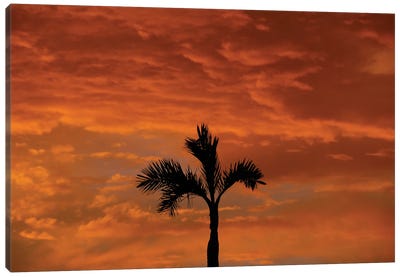 Alone Palm Tree Into Red Sunse Canvas Art Print - Cloudy Sunset Art