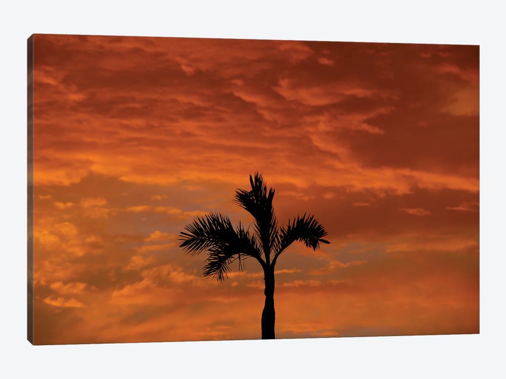 Alone Palm Tree Into Red Sunse by Alessandro Della Torre 1-piece Canvas Wall Art