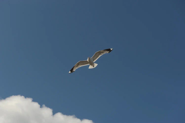 Bird Flying In The Sky