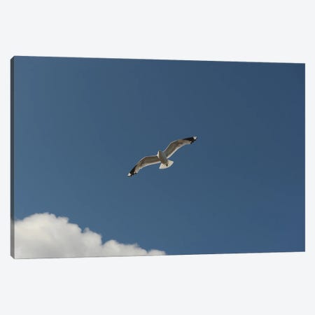 Bird Flying In The Sky Canvas Print #ADT529} by Alessandro Della Torre Canvas Print