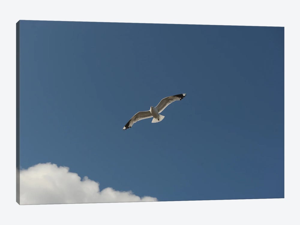 Bird Flying In The Sky by Alessandro Della Torre 1-piece Canvas Artwork