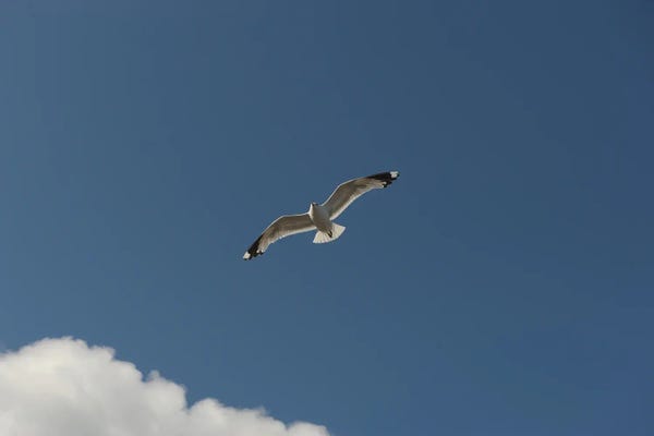 Bird Flying In The Sky