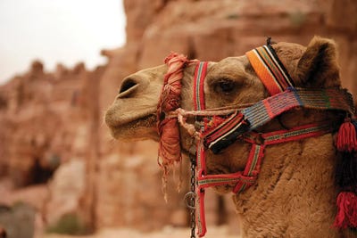 Jordan Camel Animal by Alessandro Della Torre art print
