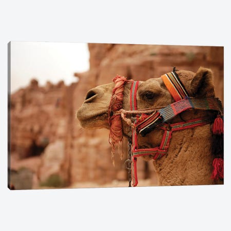 Jordan Camel Animal Canvas Print #ADT535} by Alessandro Della Torre Canvas Print