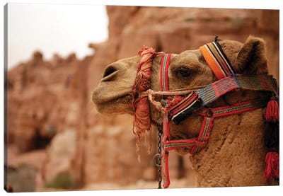 Jordan Camel Animal Canvas Art Print - Middle Eastern Culture