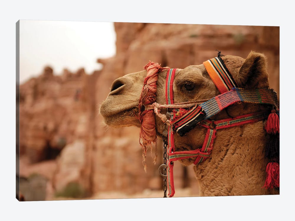 Jordan Camel Animal by Alessandro Della Torre 1-piece Art Print