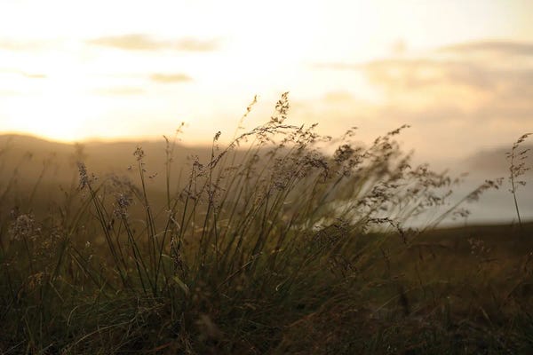Grasses: Northcape Landscape At Sunset by Alessandro Della Torre