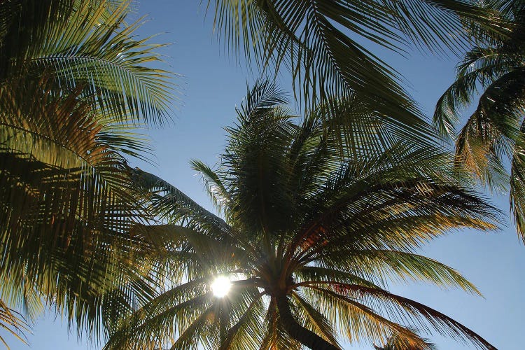 Sun And Palm Trees In Cuba