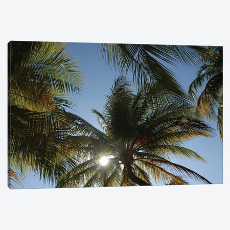 Sun And Palm Trees In Cuba Canvas Print #ADT555} by Alessandro Della Torre Canvas Print