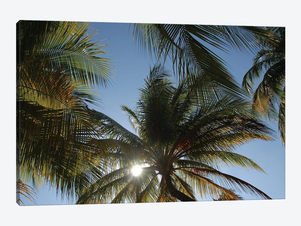 Sun And Palm Trees In Cuba by Alessandro Della Torre 1-piece Canvas Art Print