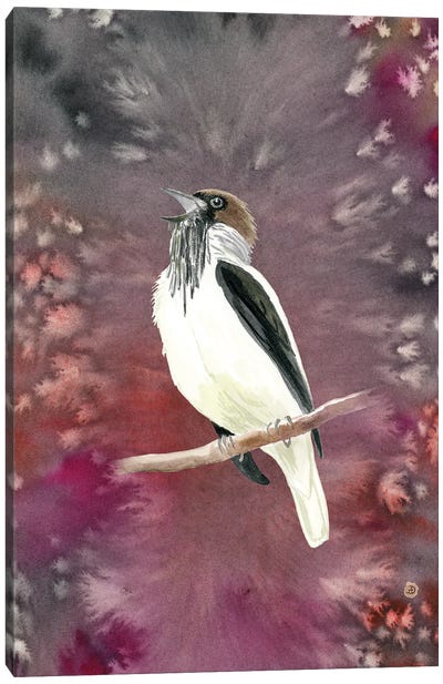 Bearded Bellbird - Campanero Tropical Forest Bird Canvas Art Print - Andreea Dumez