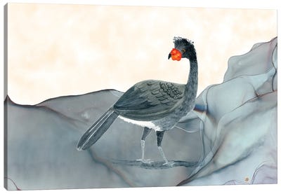 Wattled Currasow - Rare Bird Of South America Canvas Art Print - Andreea Dumez