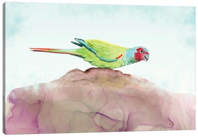 Pfrimer's Parakeet - Tropical Parrot Canvas Art Print - Parakeet Art