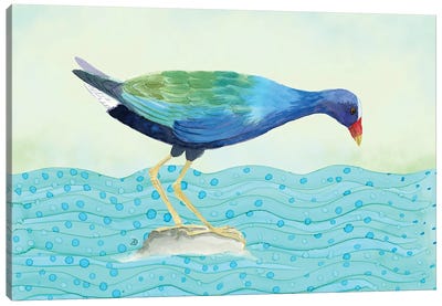 Purple Gallinule - Water Bird Canvas Art Print