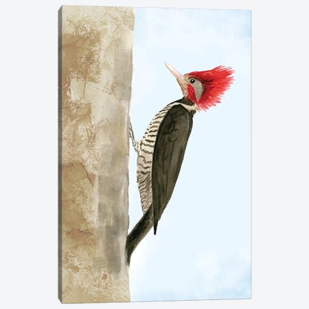 Helmeted Woodpecker Canvas Print #AEE116} by Andreea Dumez Canvas Art Print