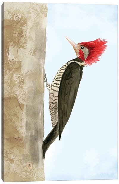 Helmeted Woodpecker Canvas Art Print - Andreea Dumez