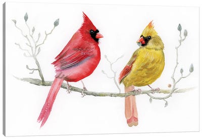 Cardinal Pair On Magnolia Branch Canvas Art Print - Andreea Dumez