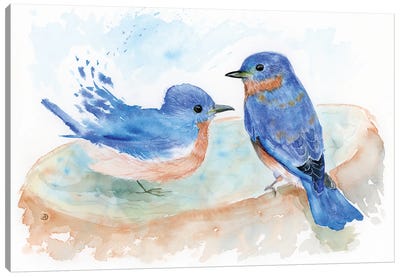 Bluebird Pair At The Birdbath Canvas Art Print - Andreea Dumez