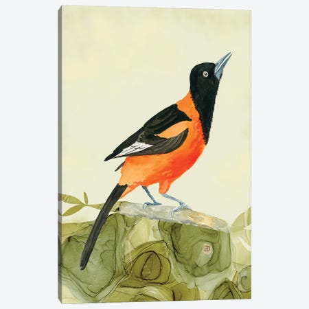 Campo Oriole - Tropical Bird Canvas Print #AEE121} by Andreea Dumez Art Print